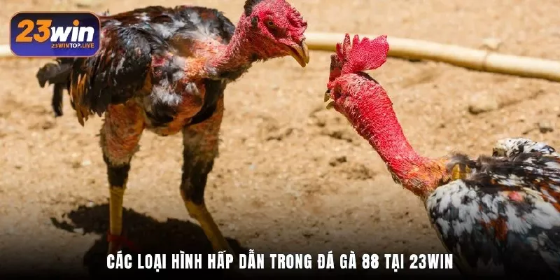 Các loại hình hấp dẫn trong đá gà 88 tại 23Win