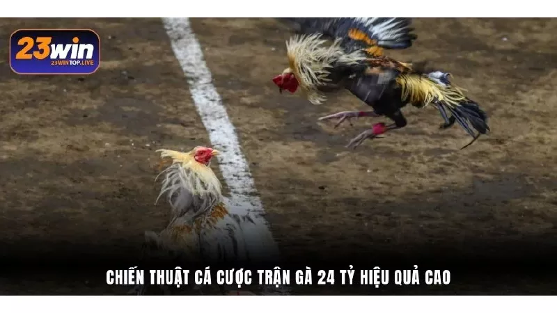 Kinh nghiệm cược gà đá Thomo thắng lớn tại nhà cái 23Win