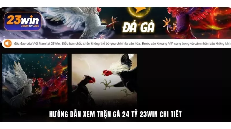 Hướng dẫn xem trận gà 24 tỷ 23Win chi tiết