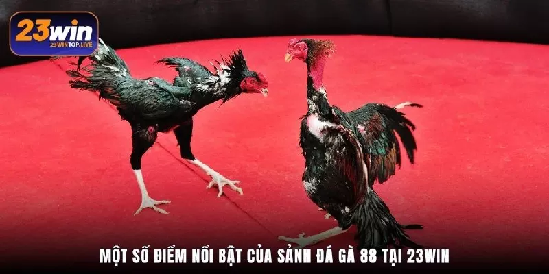 Một số điểm nổi bật của sảnh đá gà 88 tại 23Win
