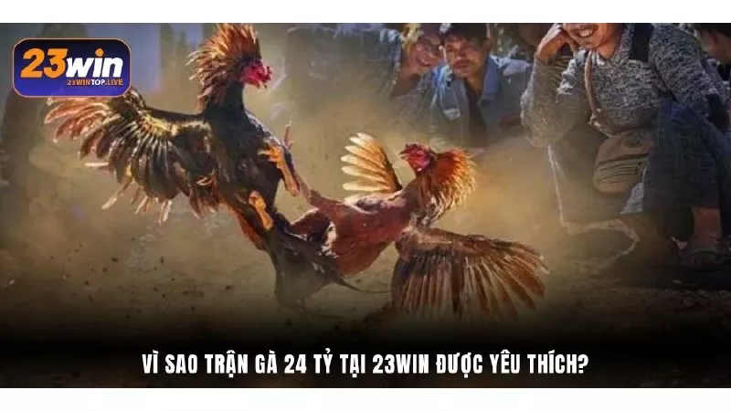 Vì sao trận gà 24 tỷ tại 23Win được yêu thích